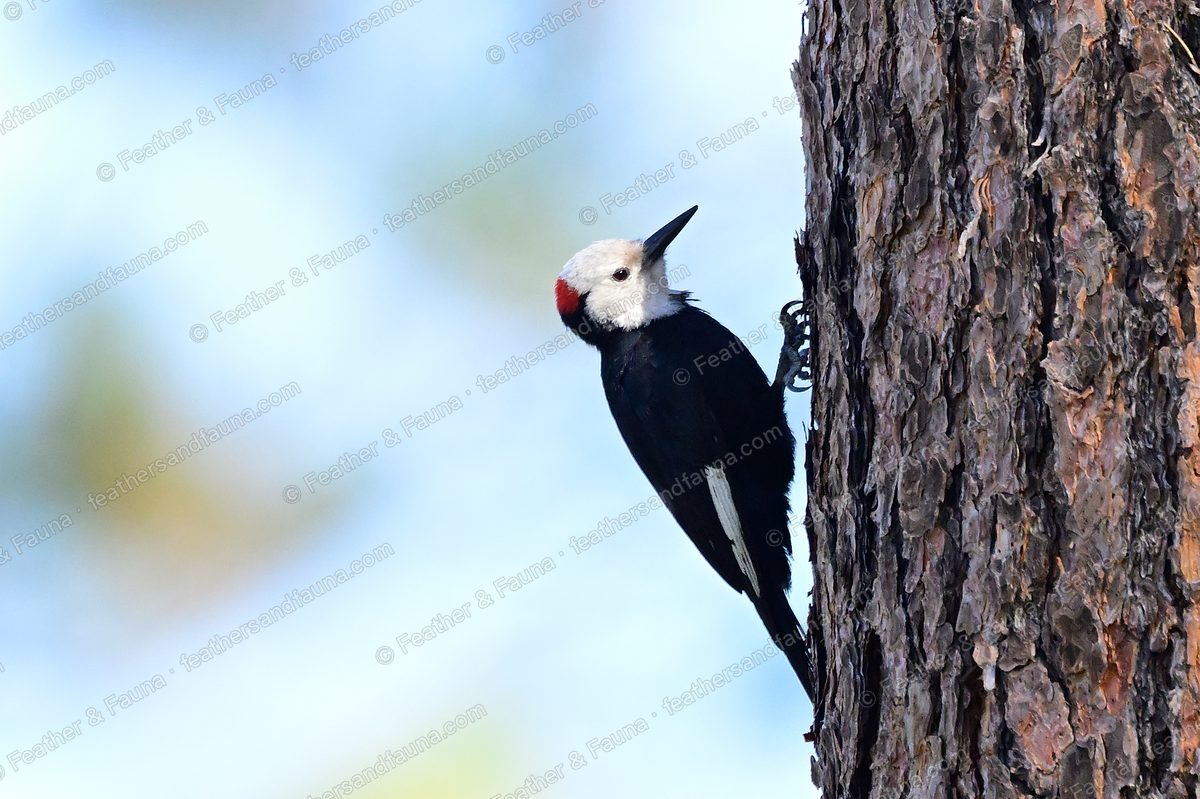 Male White-headed Woodpecker with a white head clinging to a pine trunk.