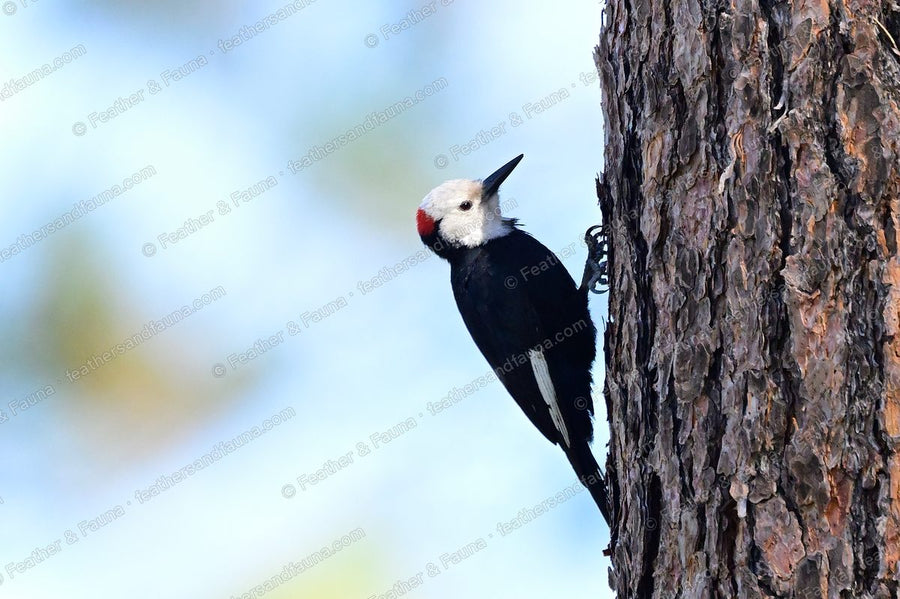 Male White-headed Woodpecker with a white head clinging to a pine trunk.