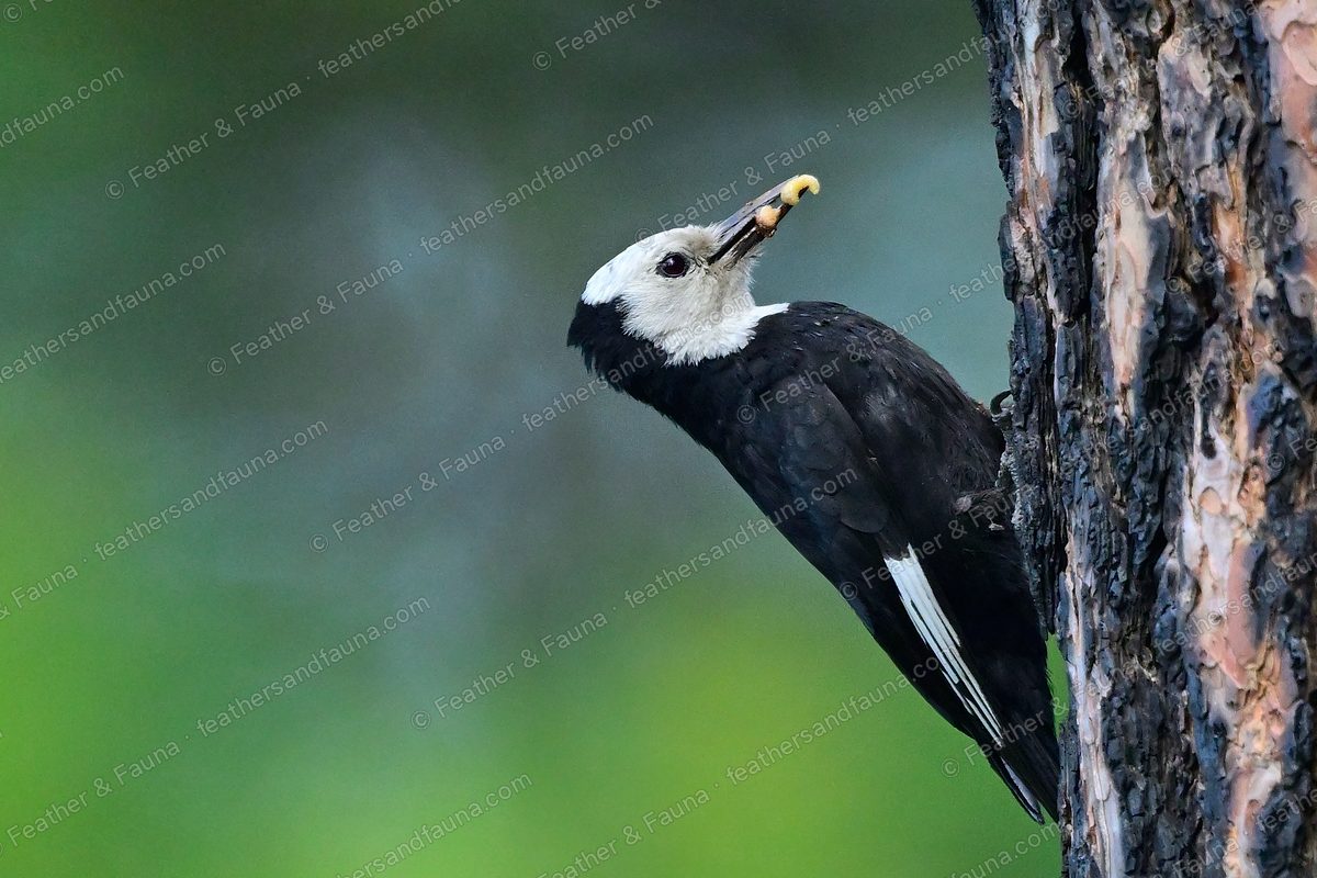 White-headed Woodpecker with a grub in its bill on a pine trunk.