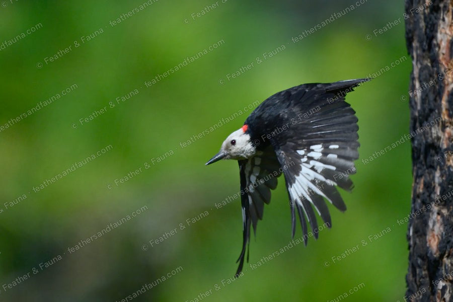 Male White-headed Woodpecker launching from a pine trunk, wings spread.
