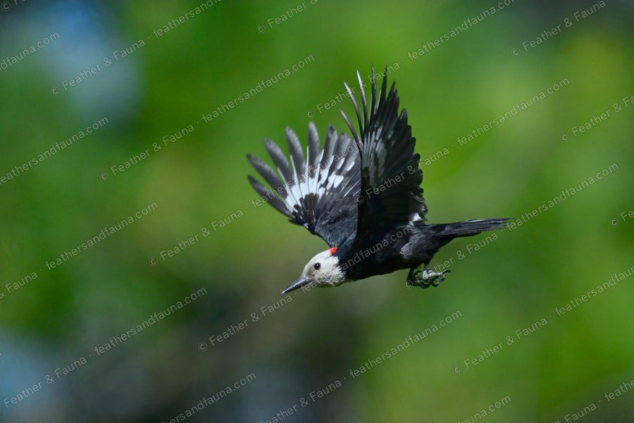 Male White-headed Woodpecker in flight, white head and wing patches against green.