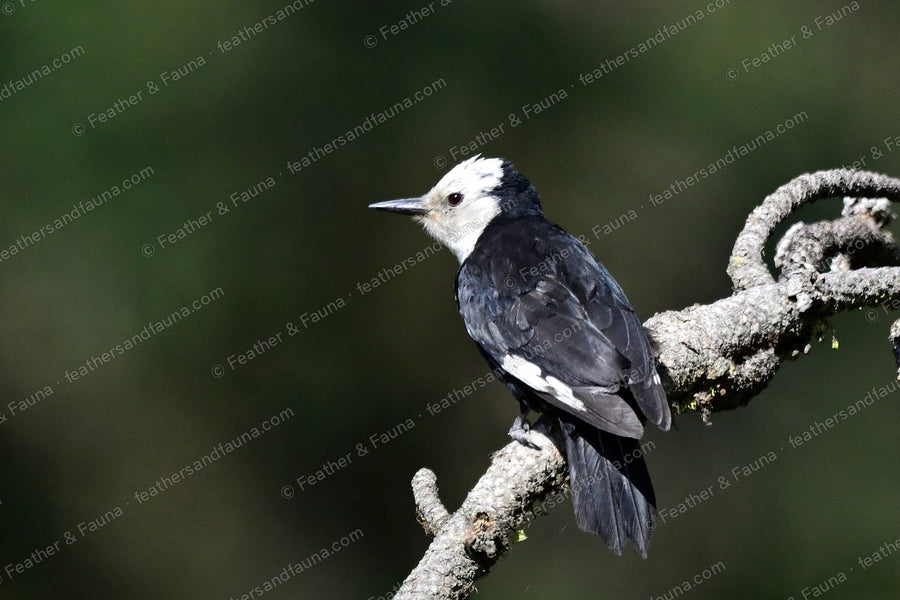 White-headed Woodpecker on a lichen-covered branch, white head turned back.