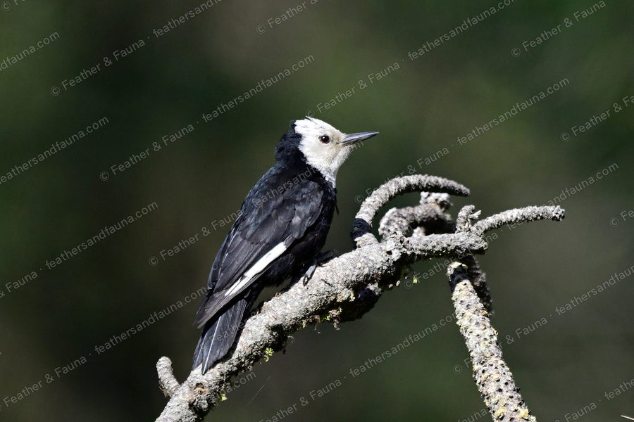 White-headed Woodpecker on a gnarled lichen branch against a dark background.
