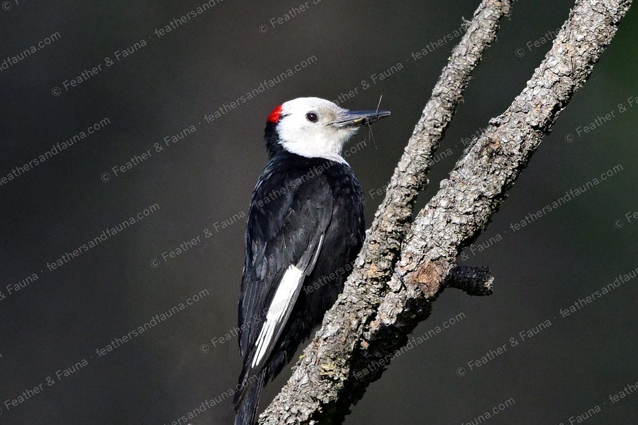 Male White-headed Woodpecker with an insect in its bill on a lichen branch.