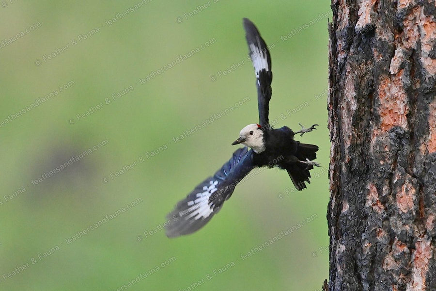 Male White-headed Woodpecker launching from a pine trunk, wings blurred.