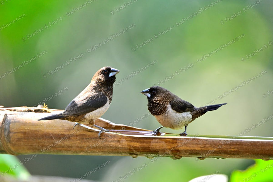 Two White-rumped Munias on a bamboo pole, dark brown with white bellies.