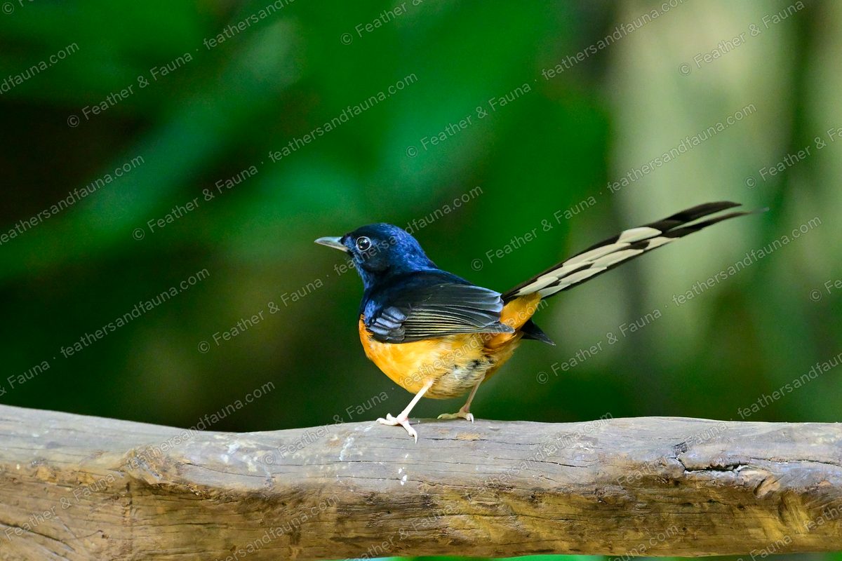 Male White-rumped Shama with a long black-and-white tail on a bare log.