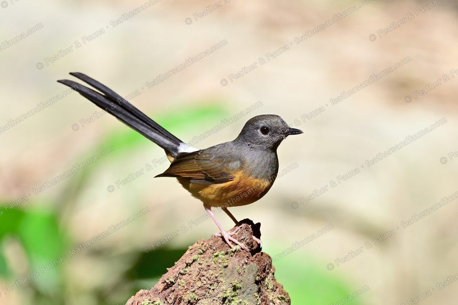 Female White-rumped Shama with a long tail raised on a weathered stump.