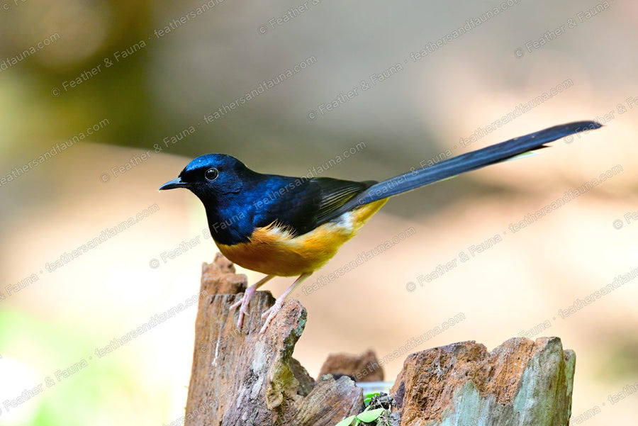 Male White-rumped Shama with a very long tail raised high on a weathered stump.