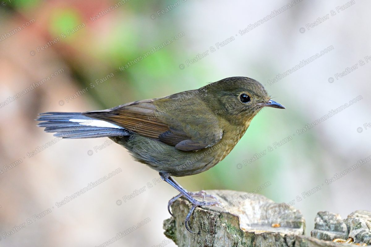 Female White-tailed Robin, warm brown with white tail patches, on a pale stump.