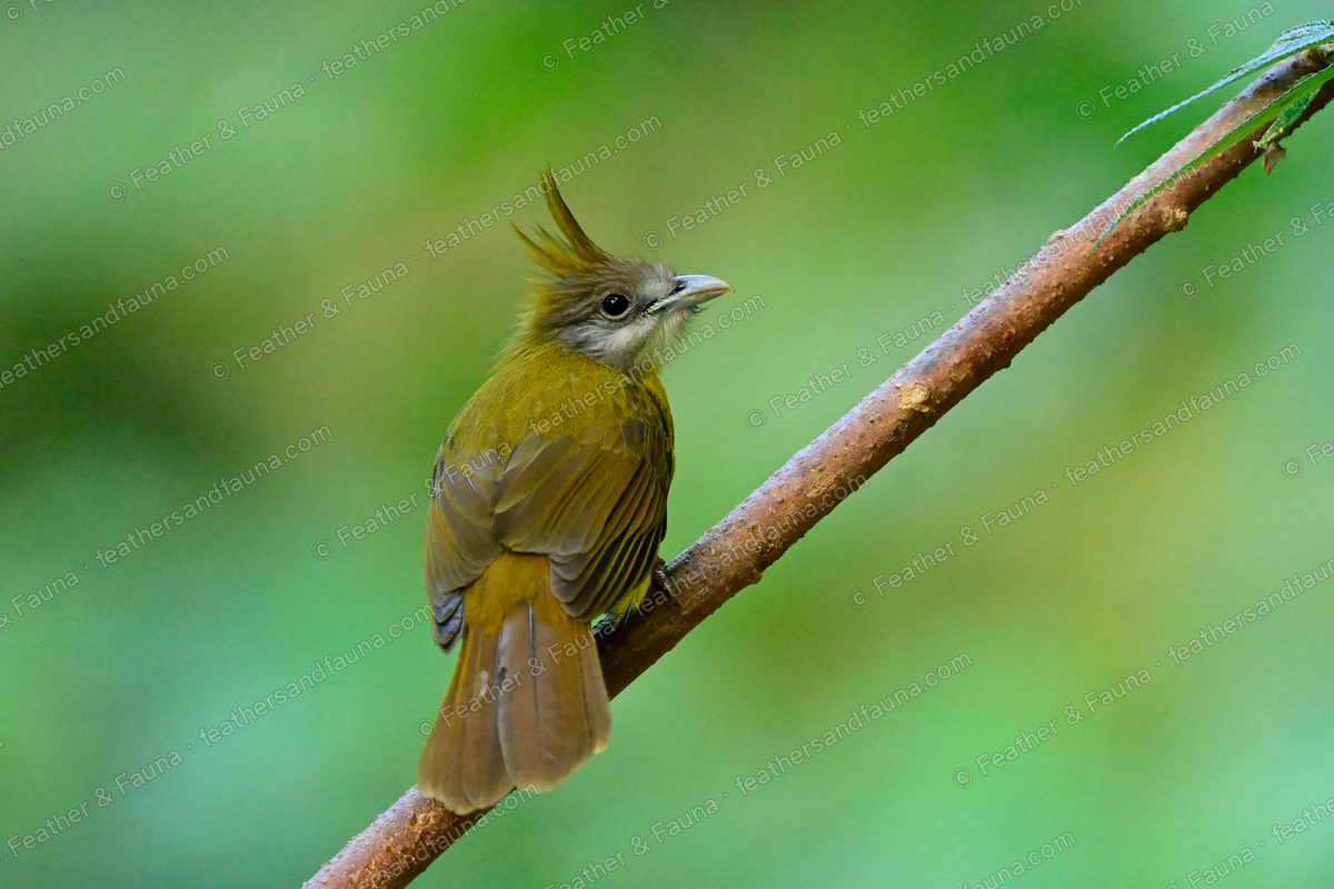 White-throated Bulbul with a raised crest and puffed white throat on a branch.