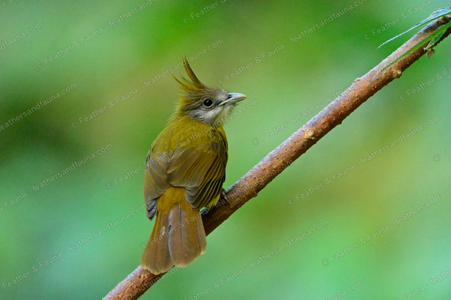 White-throated Bulbul with a raised crest and puffed white throat on a branch.