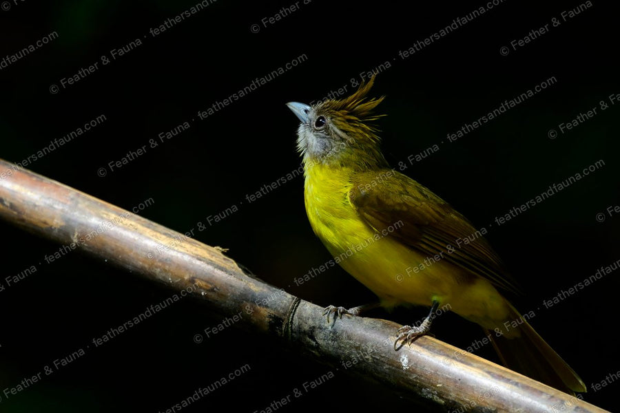 White-throated Bulbul with a raised crest and puffed white throat on a spotlit bamboo stem.