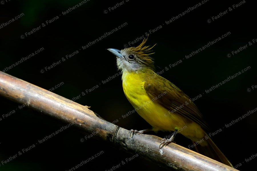 White-throated Bulbul with a raised crest on a spotlit bamboo stem against black.