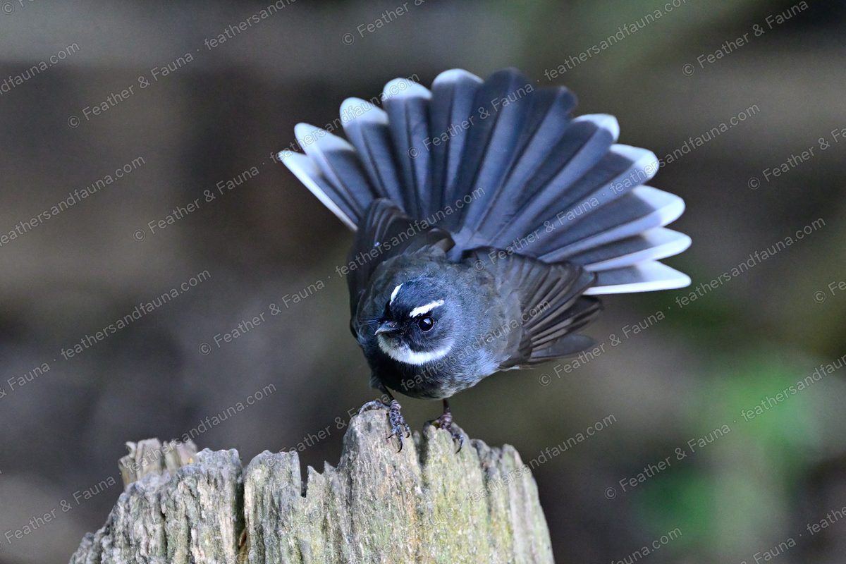 White-throated Fantail with tail spread into a fan on a broken stump.