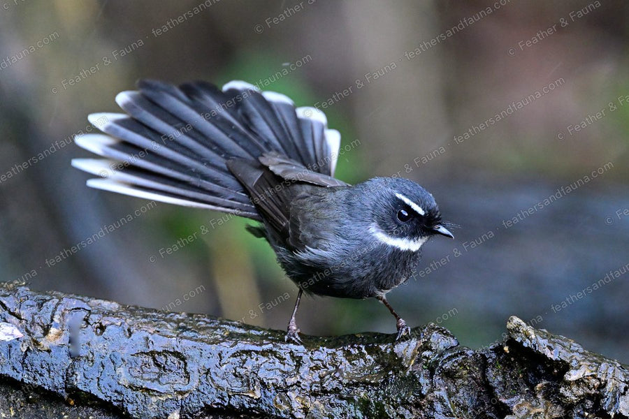 White-throated Fantail with a wide fanned tail on a mossy branch.