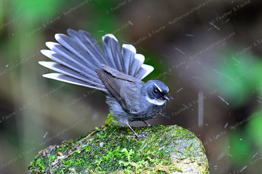 White-throated Fantail with fanned tail shaking off water on a mossy rock.
