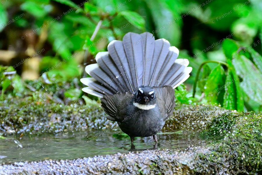 White-throated Fantail with tail spread into a full fan, standing in a shallow pool.