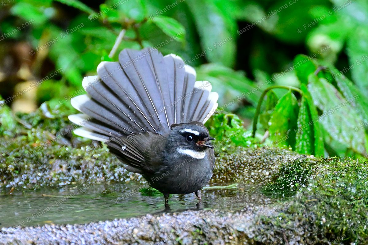 White-throated Fantail with fanned tail and open bill at the edge of a forest pool.