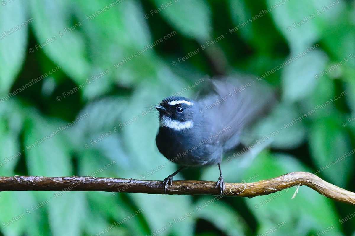 White-throated Fantail on a branch with wings and tail blurred by motion.