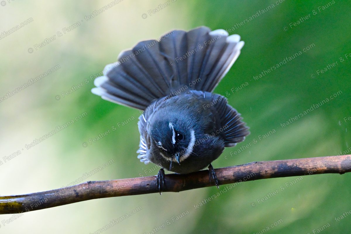 White-throated Fantail facing forward with tail spread into a full fan on a branch.