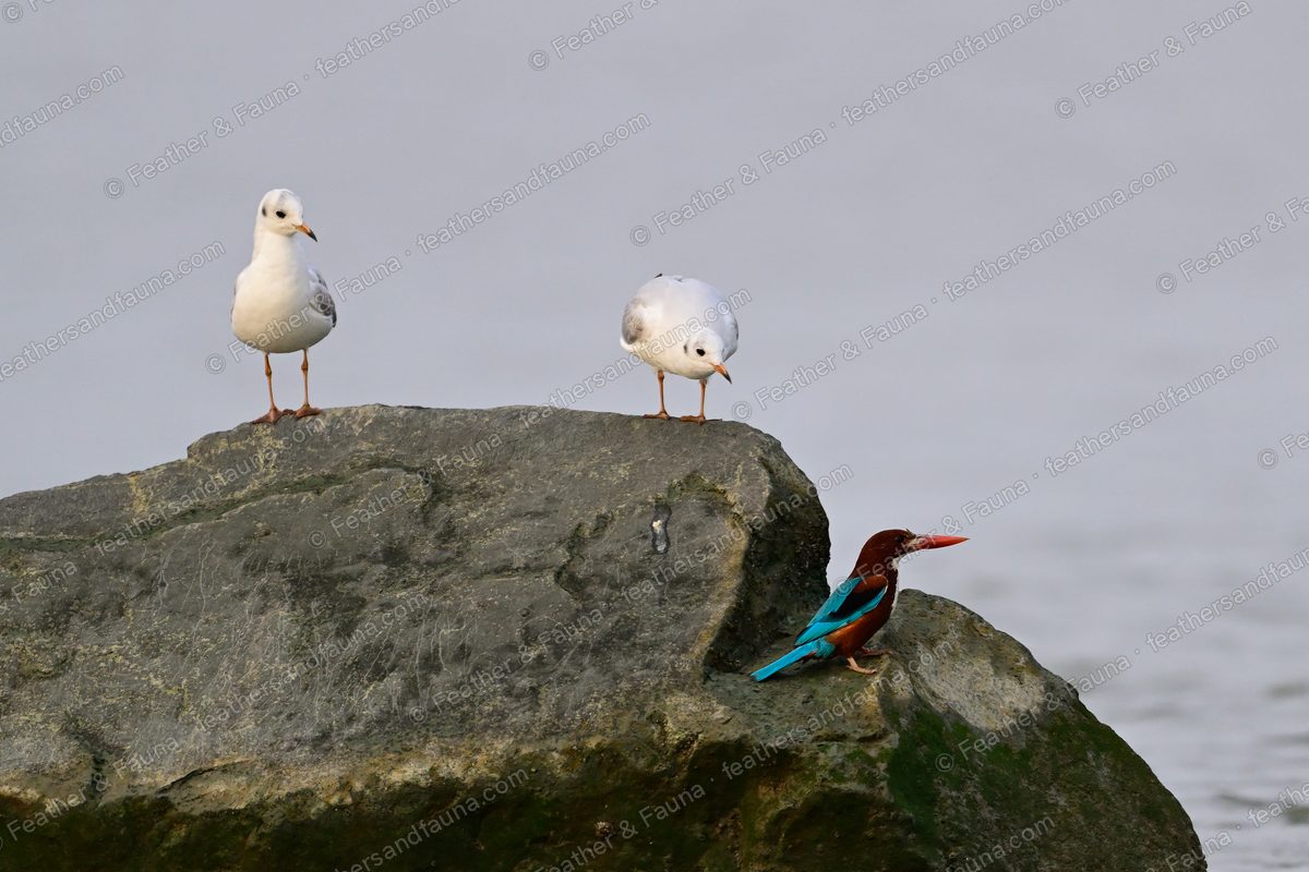 White-throated Kingfisher on a rock below two roosting Black-headed Gulls.