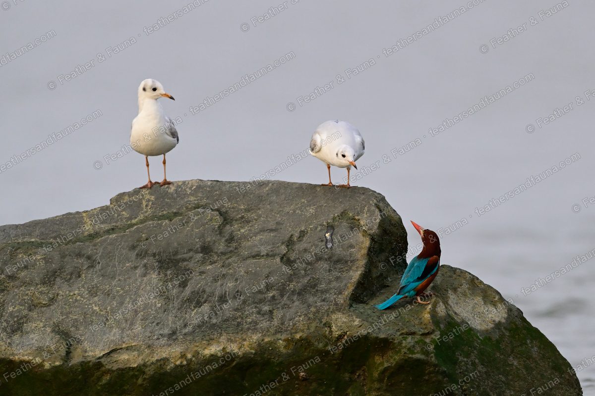 White-throated Kingfisher on a shaded rock with two gulls standing above.