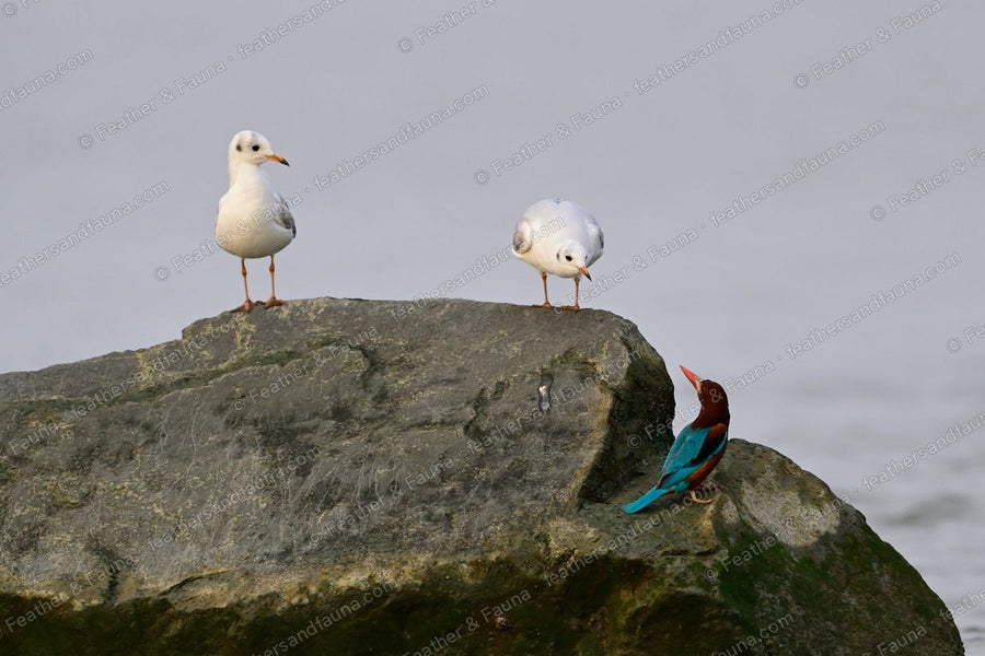 White-throated Kingfisher on a shaded rock with two gulls standing above.