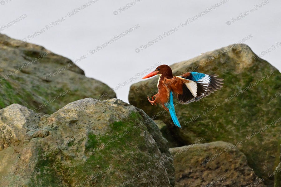 White-throated Kingfisher launching from rocks with wings raised.