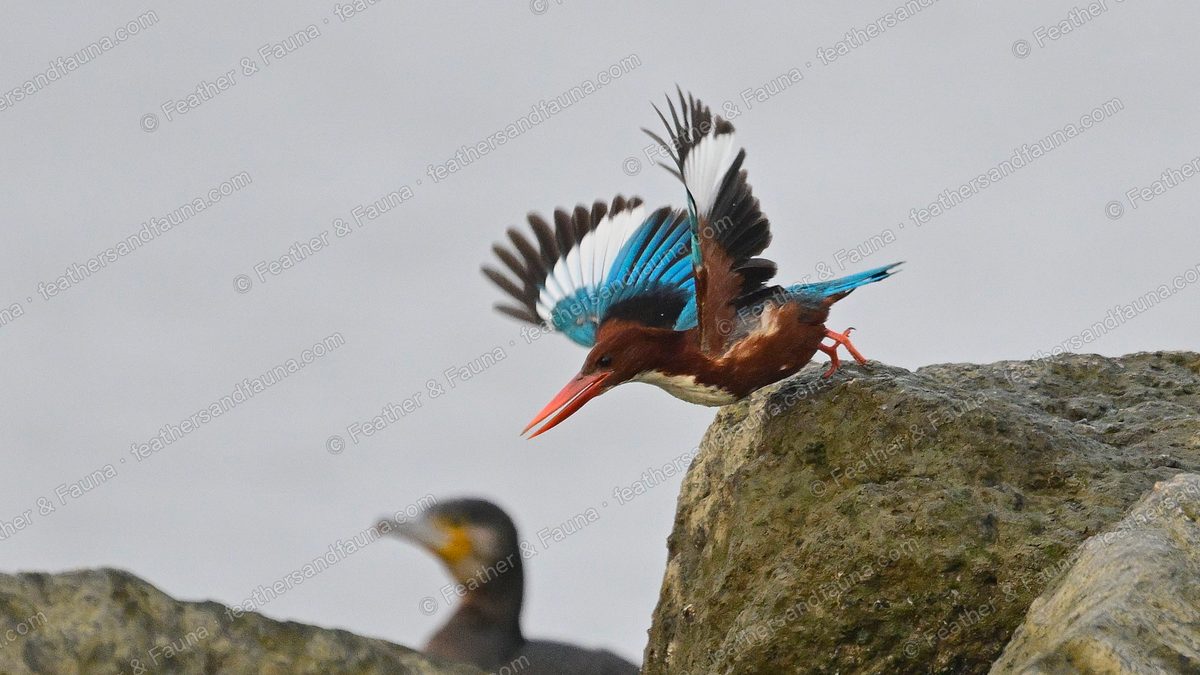 White-throated Kingfisher launching from a rock with wings raised, a cormorant behind.