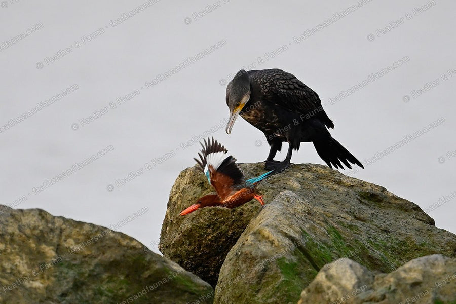 White-throated Kingfisher bowing with wings spread on a rock below a cormorant.