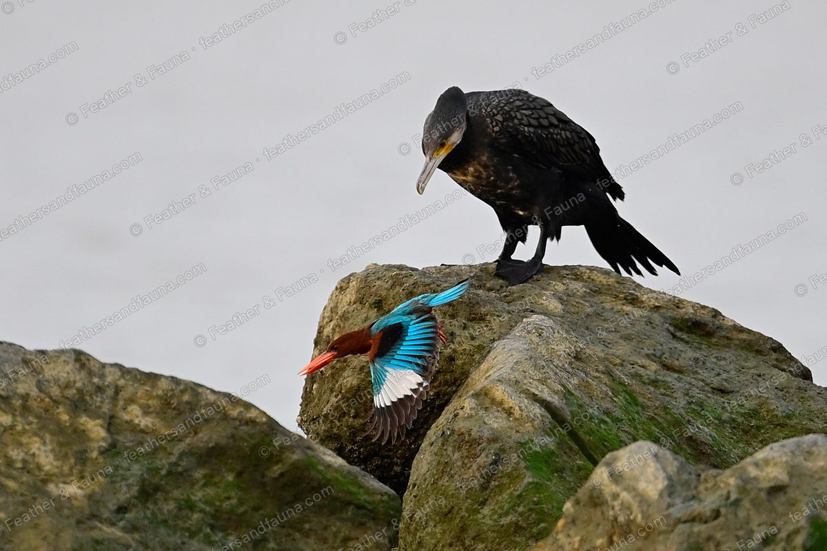 White-throated Kingfisher with wings and tail fully spread on a rock, cormorant behind.