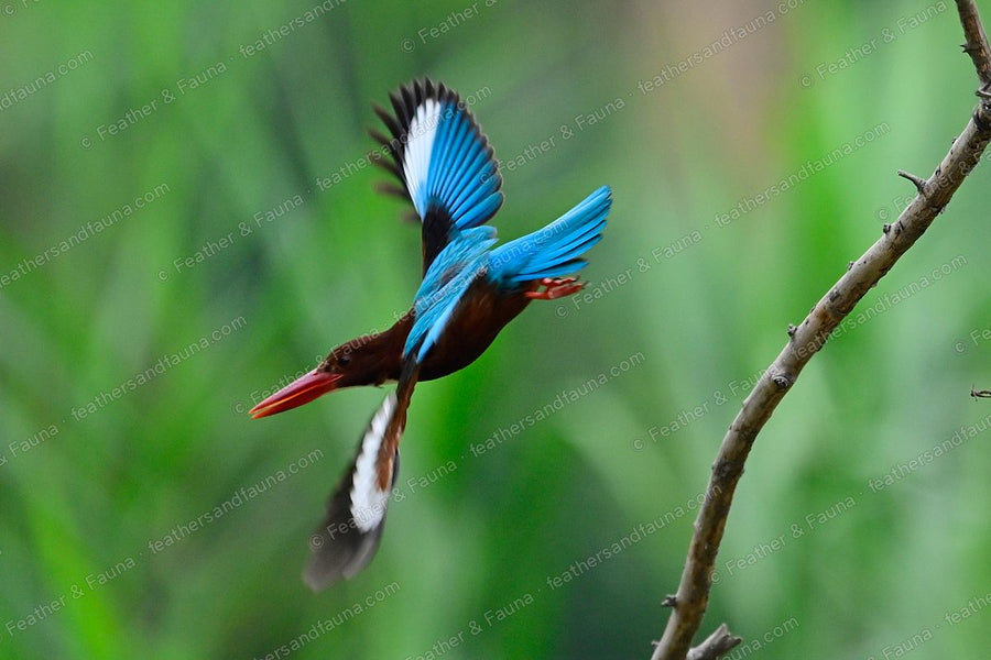 White-throated Kingfisher launching from a branch, wings spread, white wing patch showing.
