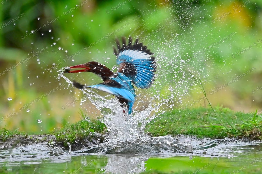 White-throated Kingfisher exploding out of a pool with prey, wings spread, spray flying.