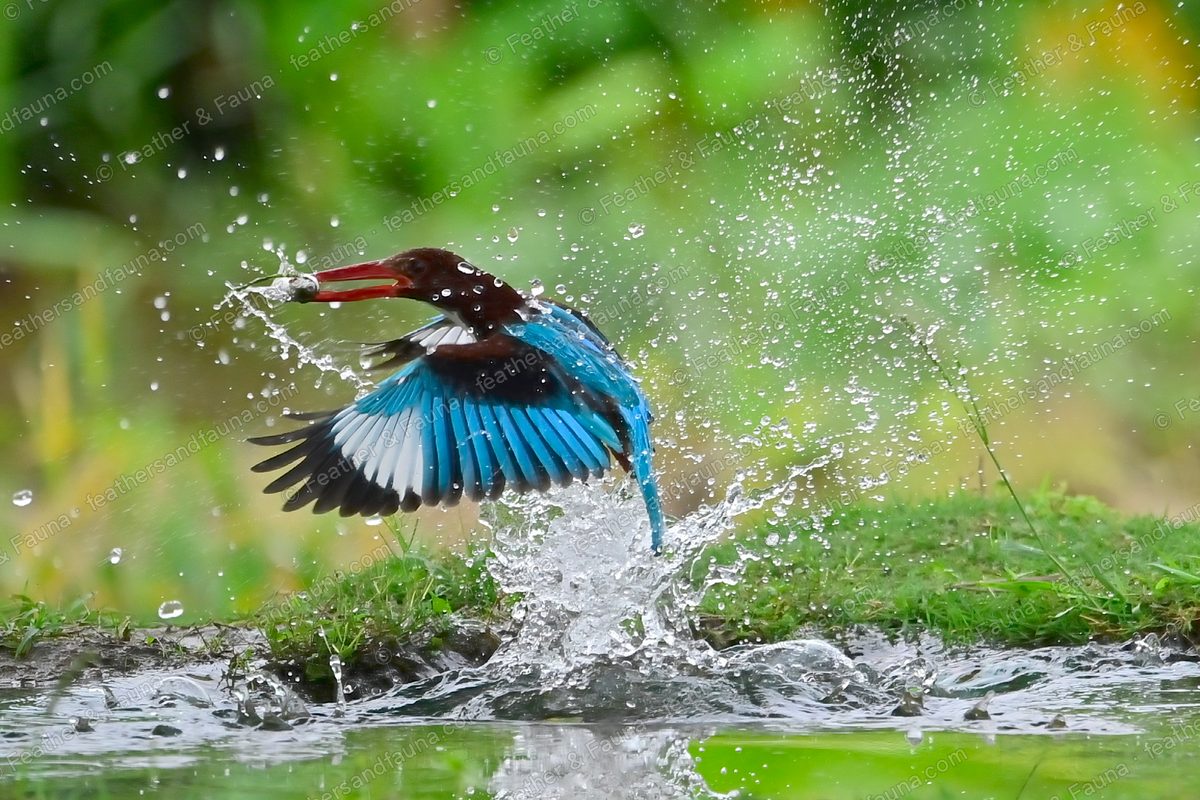 White-throated Kingfisher rising from a pool with prey, wings spread, spray flying.