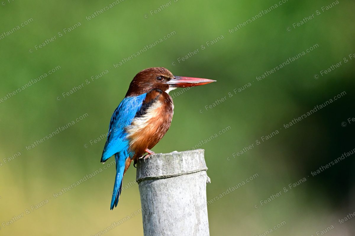 White-throated Kingfisher with a large red bill on a bamboo post against green.