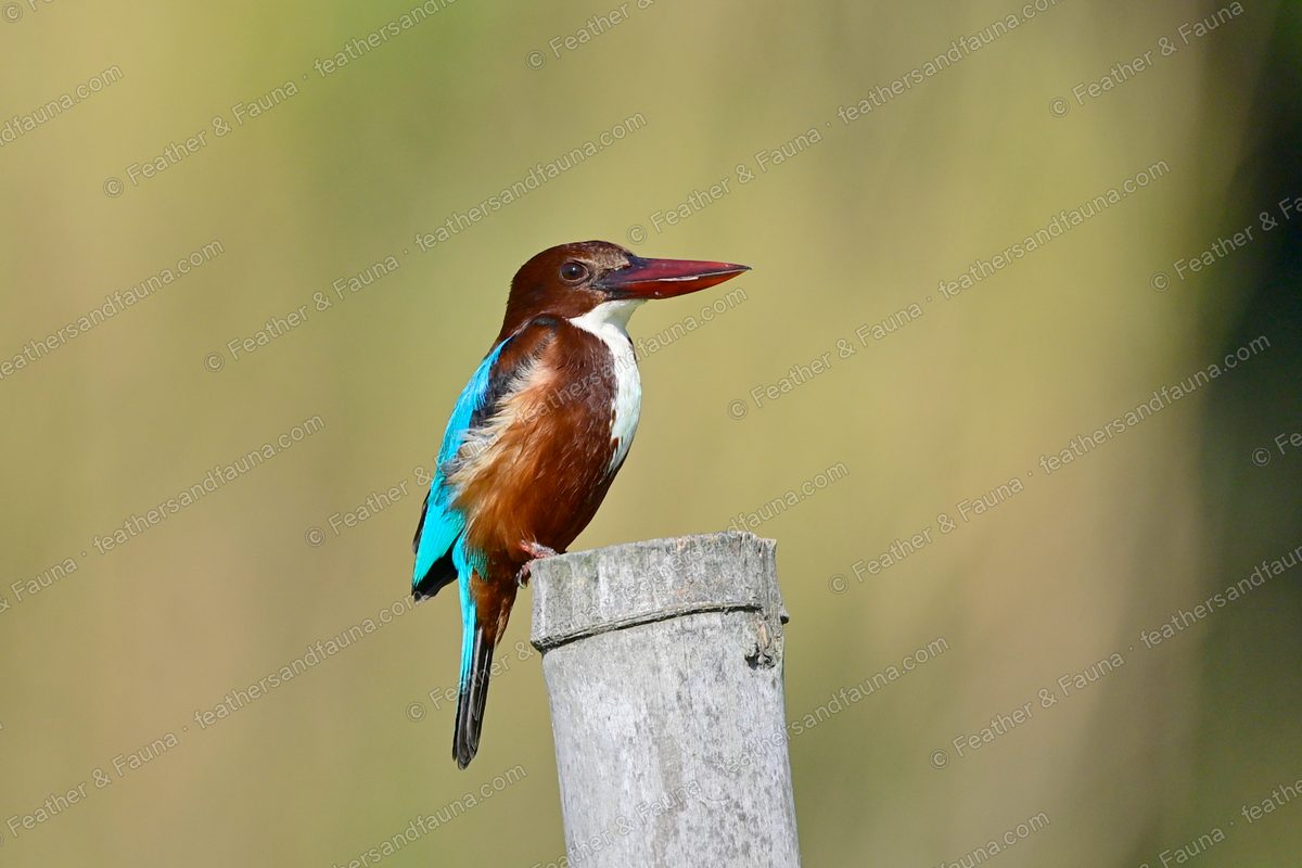 White-throated Kingfisher with a large red bill on a bamboo post against a tawny background.