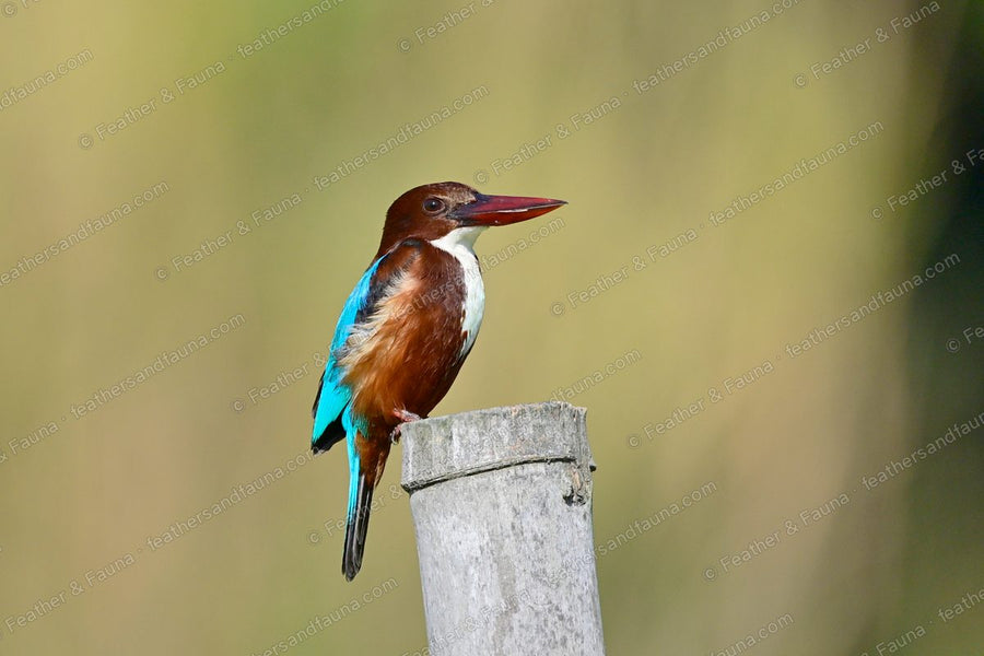 White-throated Kingfisher with a large red bill on a bamboo post against a tawny background.