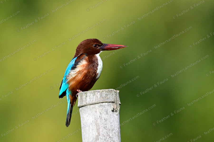 White-throated Kingfisher with a large red bill on a bamboo post against green.