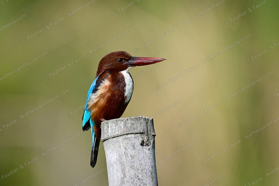 White-throated Kingfisher from behind on a bamboo post, turquoise back and chestnut flanks.