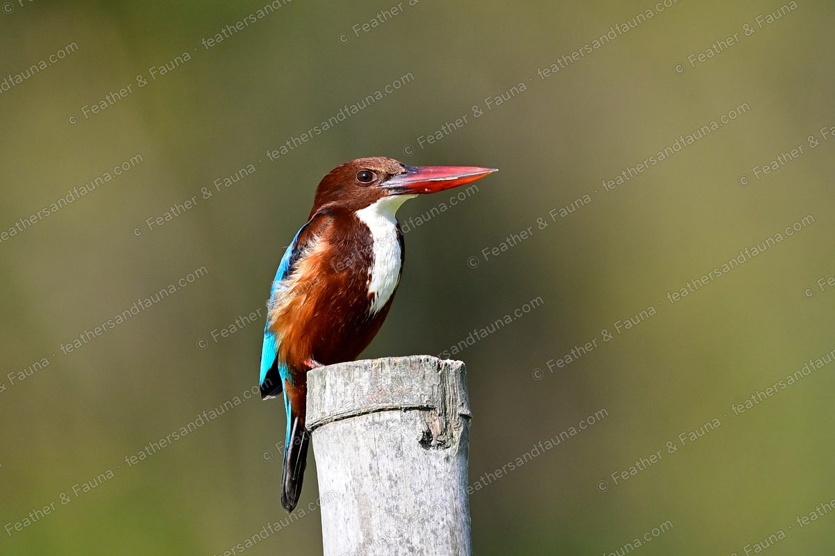 White-throated Kingfisher with a large red bill on a bamboo post against olive green.