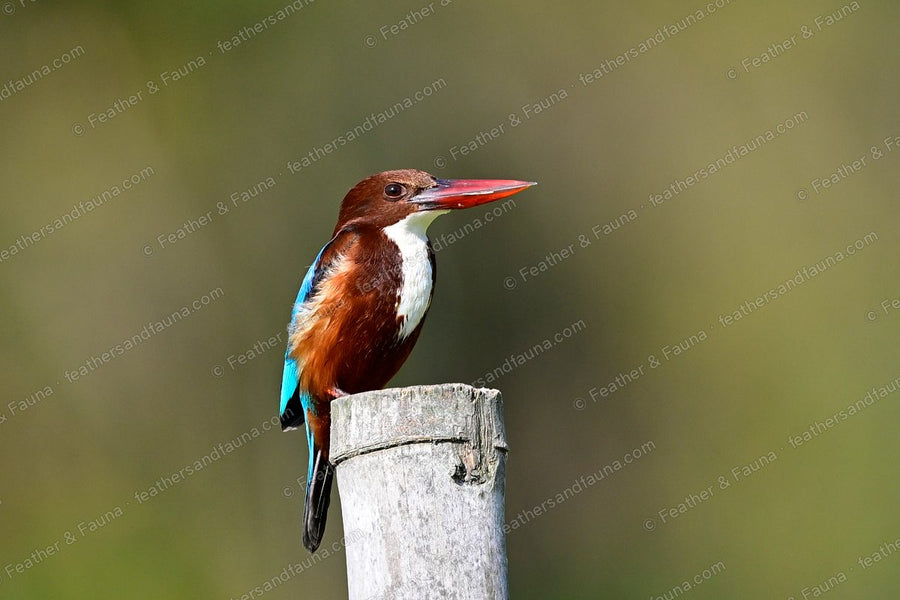 White-throated Kingfisher with a large red bill on a bamboo post against olive green.