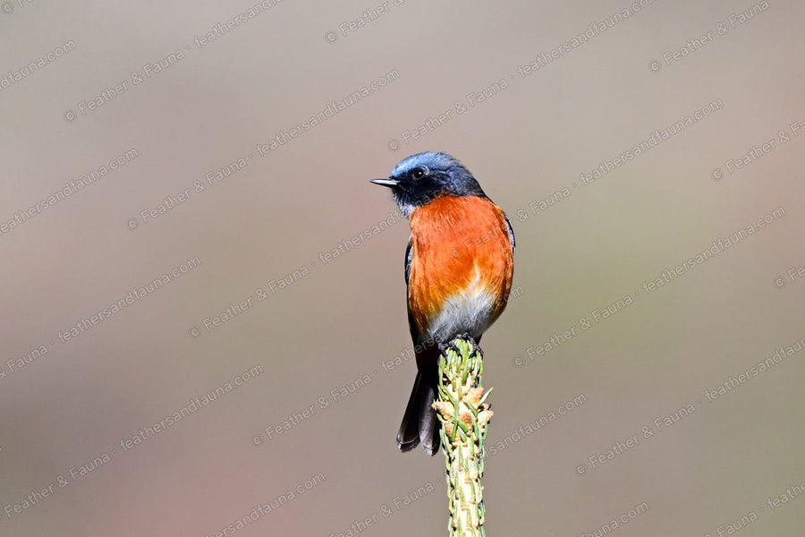 Male White-throated Redstart with a white throat and orange breast on a conifer tip.