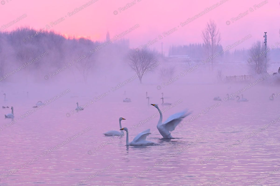 Pair of Whooper Swans with wings raised on a pink misty lake at dawn.
