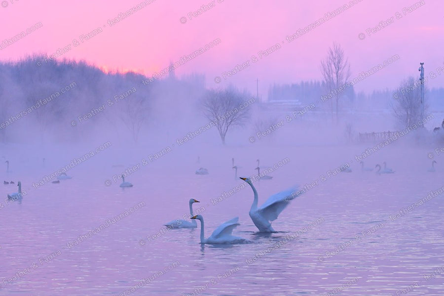Two Whooper Swans displaying with raised wings on a misty pink lake at dawn.
