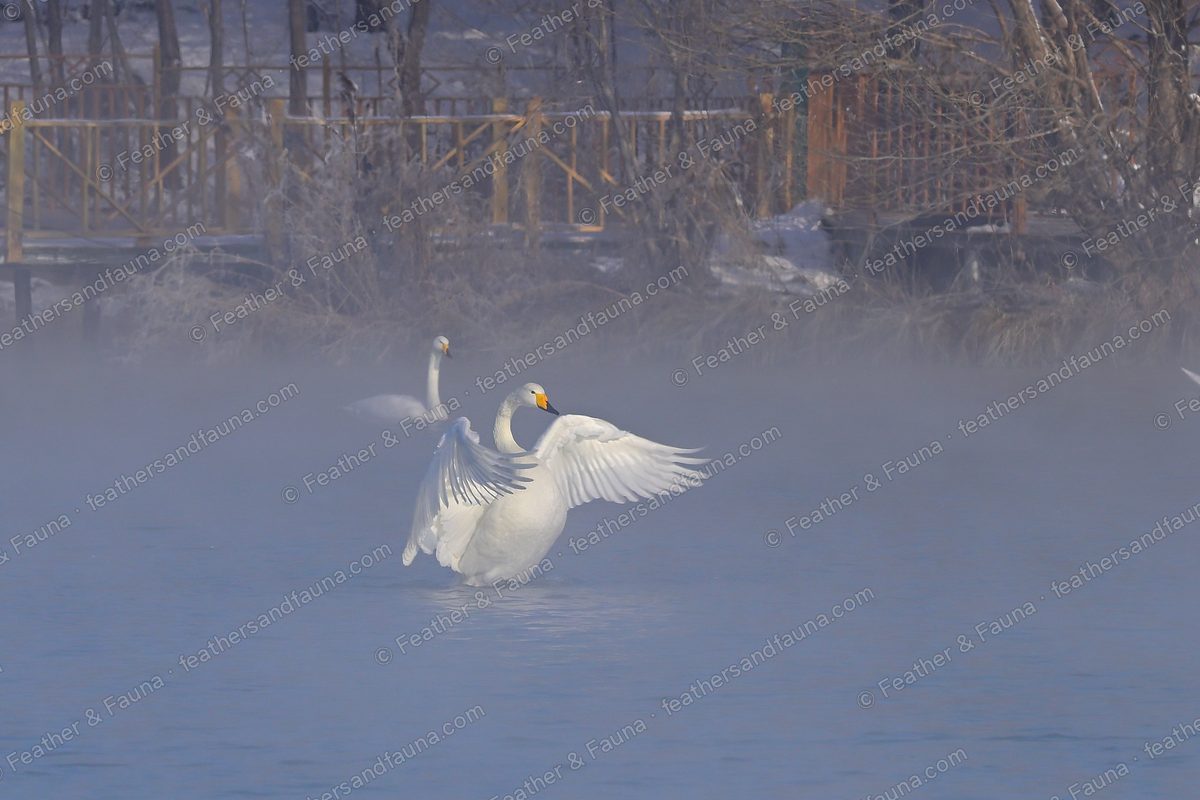 Two Whooper Swans displaying with raised wings on a steaming winter lake.