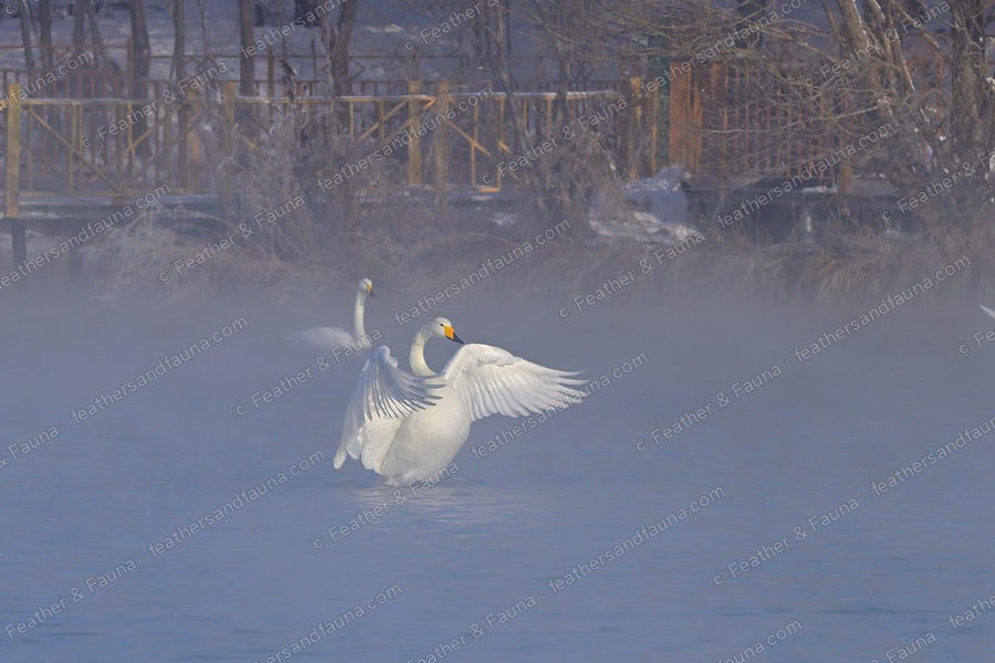 Two Whooper Swans displaying with raised wings on a steaming winter lake.