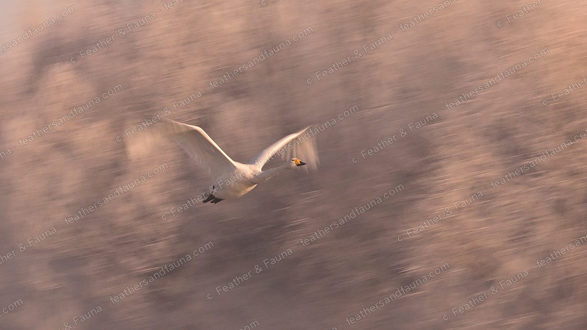 Whooper Swan flying low with a motion-blurred background of tawny reeds.