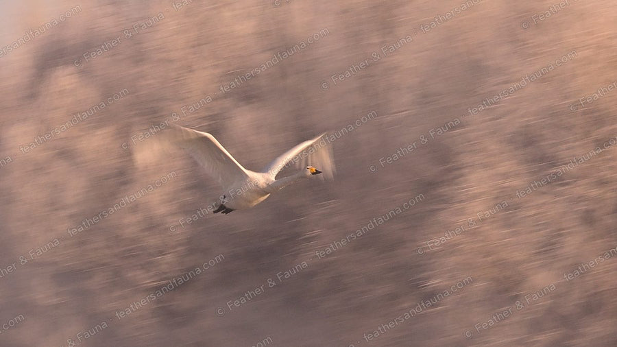 Whooper Swan flying low with a motion-blurred background of tawny reeds.