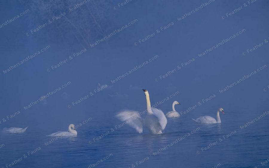 Whooper Swan displaying with head back and wings raised on a misty blue lake.